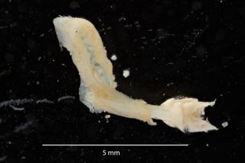 Media type: image;   Malacology 169905 Description: Digital documentation photo of preserved specimen.;